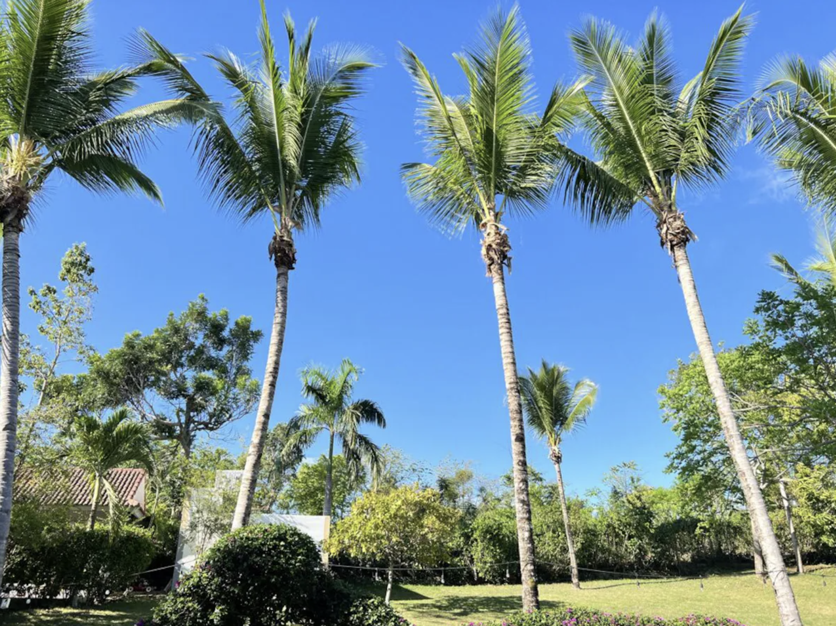 Tropical Palm Grounds